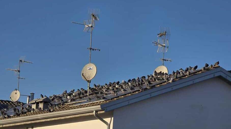 Allarme piccioni e degrado: proteste a Vigarano Pieve