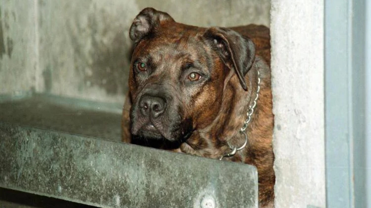 Bimbo di 13 mesi azzannato dal pitbull in casa