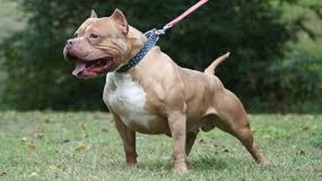Il bimbo è stato azzannato da un pitbull