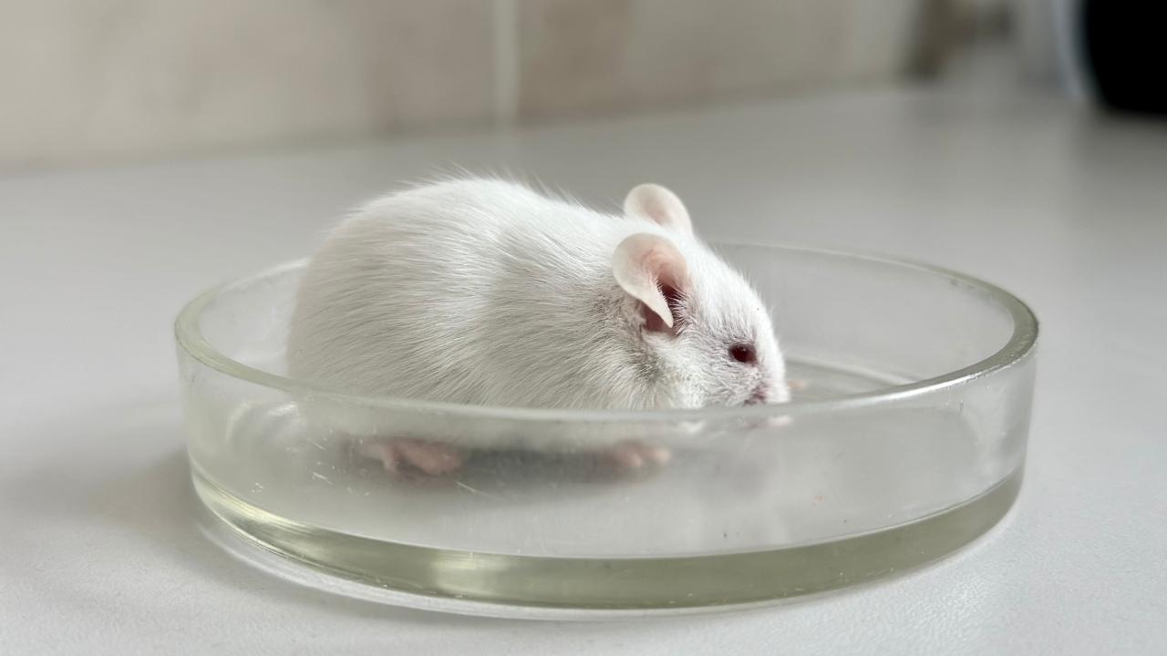 Si allarga la sperimentazione sugli animali 