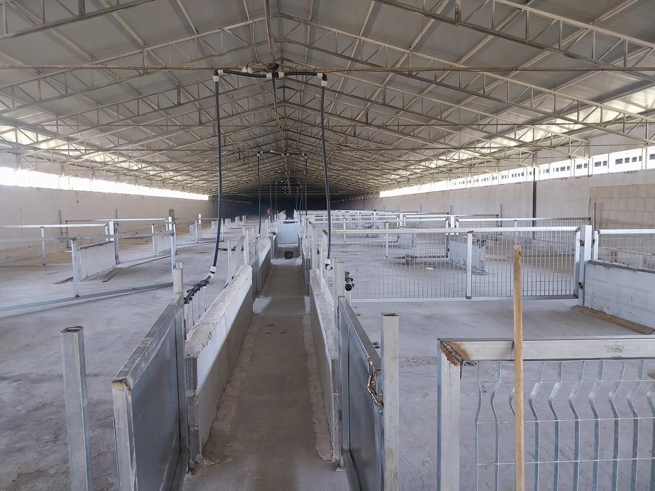 Caniga l'interno di uno dei capannoni per l'allevamento intensivo di suini