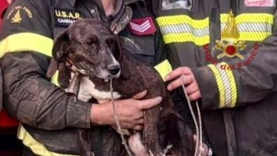 Cane intrappolato in un anfratto, lo salvano i vigili del fuoco