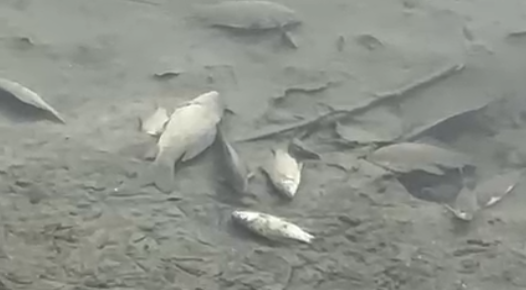 Moria di pesci nel canale tra Barco e Pontelagoscuro, potrebbe non c’entrare solo il freddo