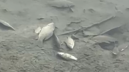 Moria di pesci nel canale tra Barco e Pontelagoscuro, potrebbe non c’entrare solo il freddo