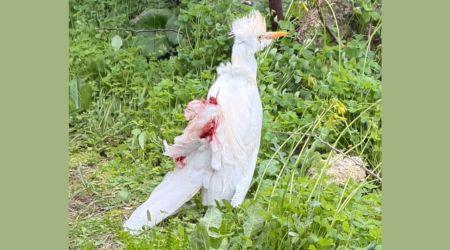 Un esemplare di airone guardabuoi soccorso nelle campagne di Bosa