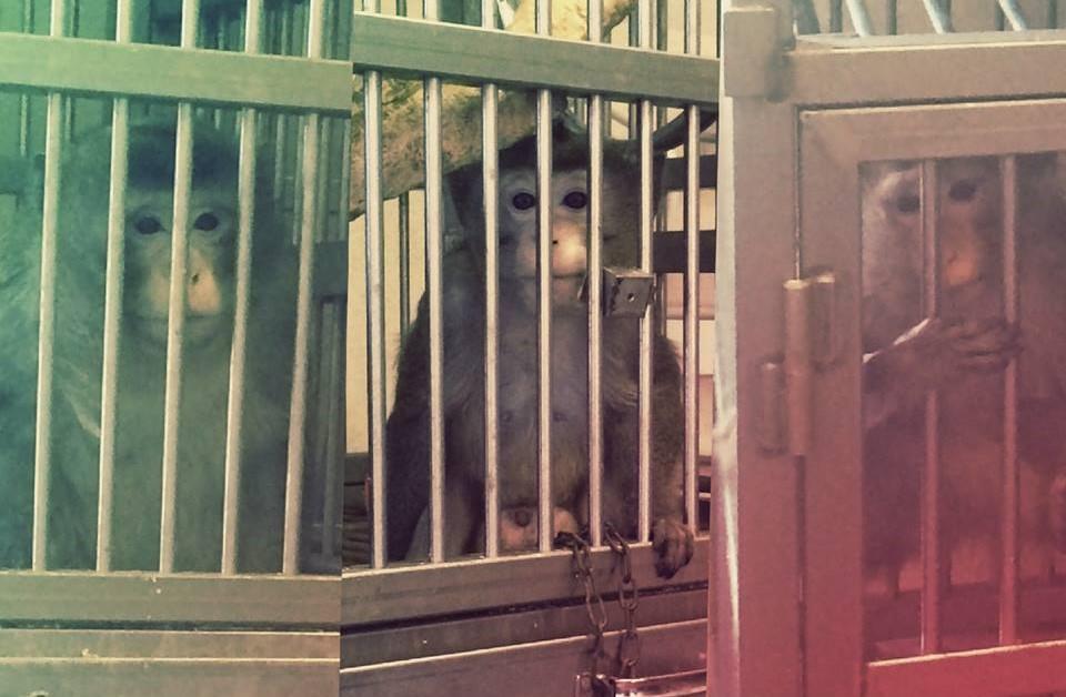 L’avvocato dell’ex pornostar Cicciolina vuole “salvare” i macachi dell’Università di Ferrara