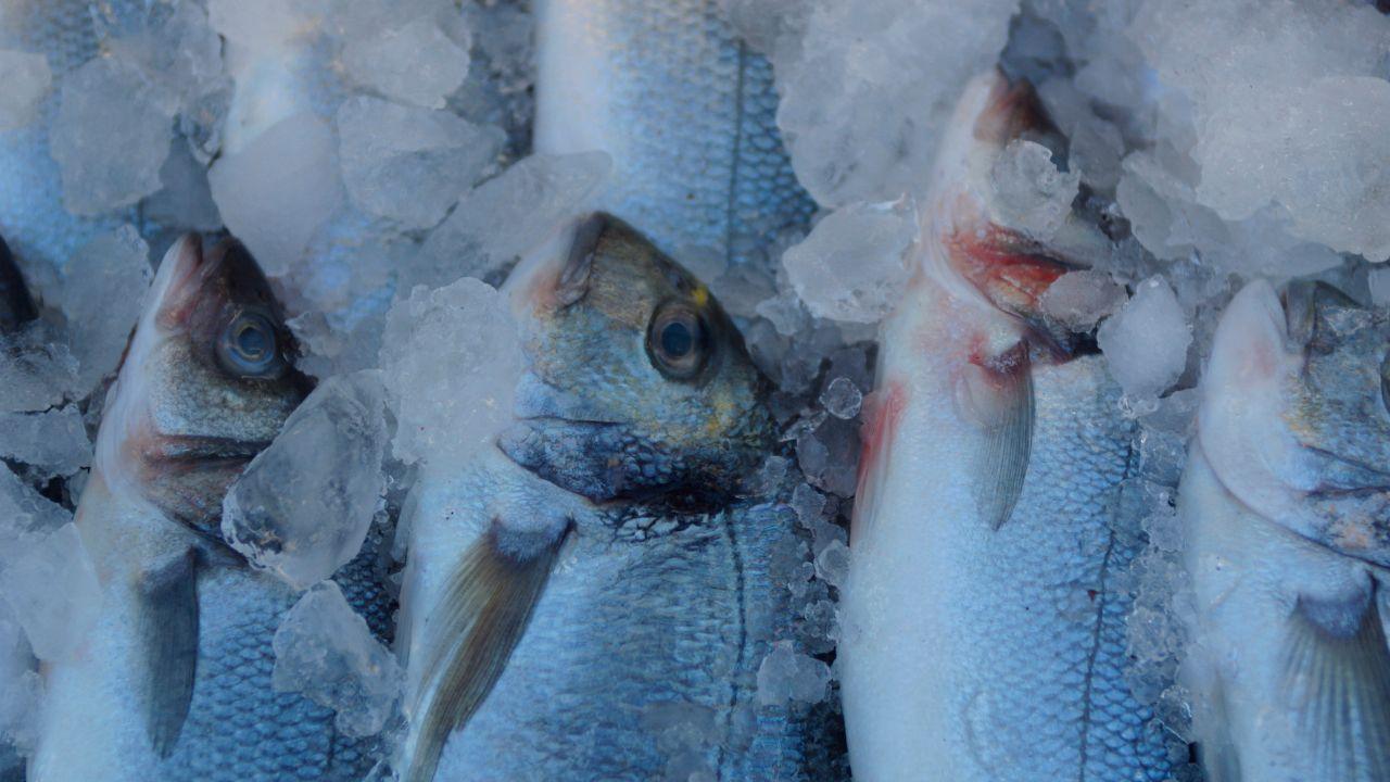 
	L'azienda costretta a buttare via il pesce surgelato (foto di repertorio)

