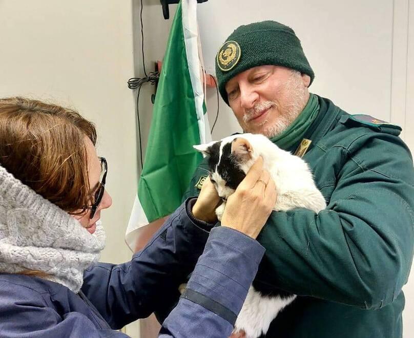 
	Il gatto Cesare: si era allontanato da una piccola frazione di Massa Carrara nel mese di giugno, probabilmente salendo su un furgone (foto dal profilo Fb del Nogra Pisa)

