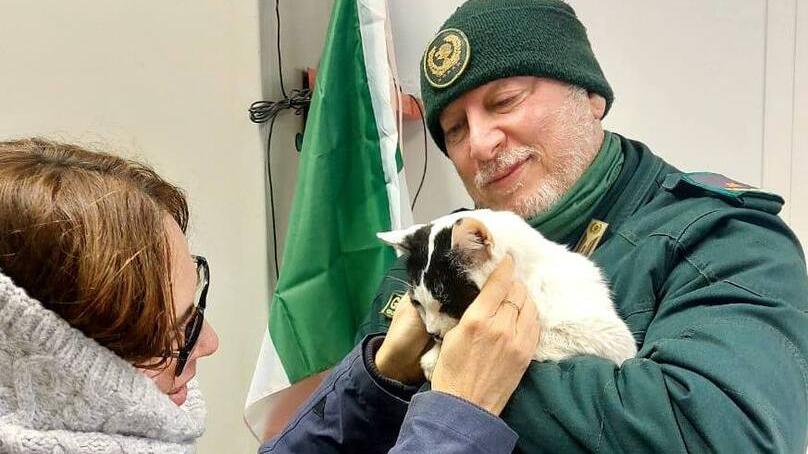 Il gatto Cesare: si era allontanato da una piccola frazione di Massa Carrara nel mese di giugno, probabilmente salendo su un furgone (foto dal profilo Fb del Nogra Pisa)
