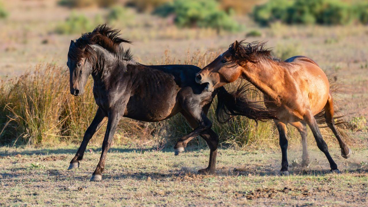 
	La piccola &egrave; stata morsa al volto mentre si trovava in un'azienda agricola con i genitori (foto di repertorio)

