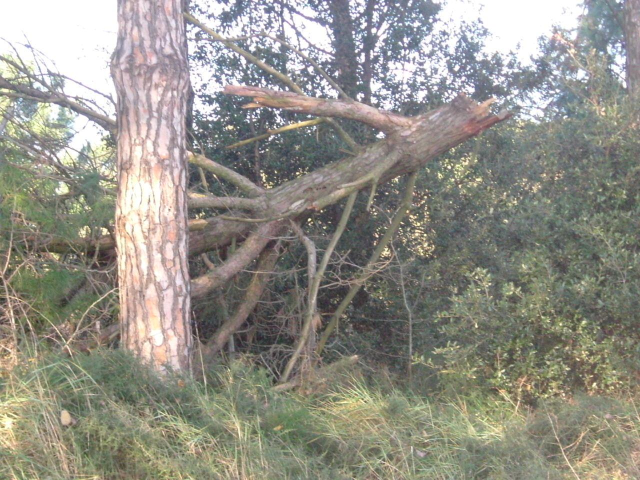 PINETA, PINETE - ALBERI SECCATI E CADUTI