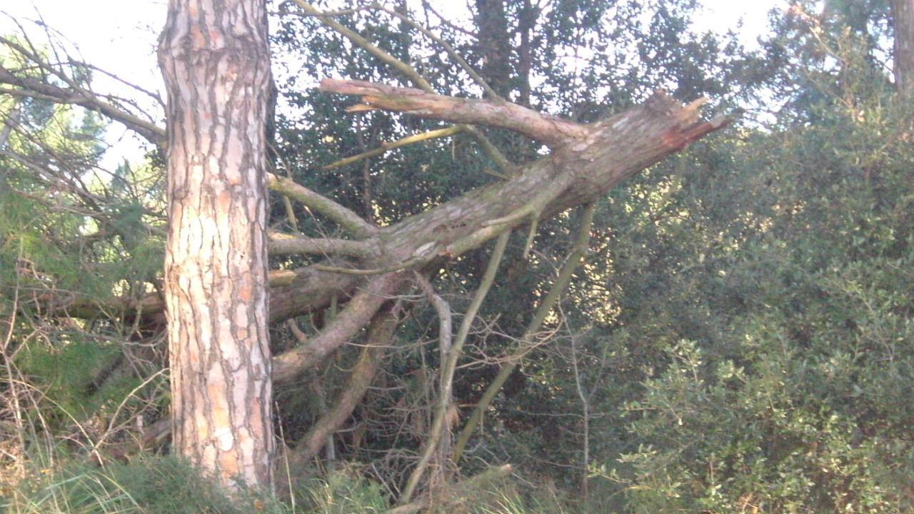 PINETA, PINETE - ALBERI SECCATI E CADUTI