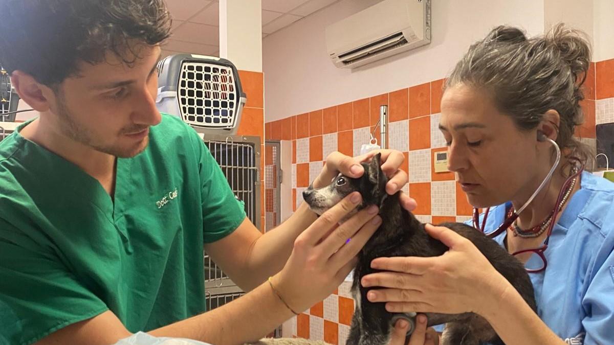 Sassari, animali senza assistenza notturna: stop al servizio in clinica veterinaria