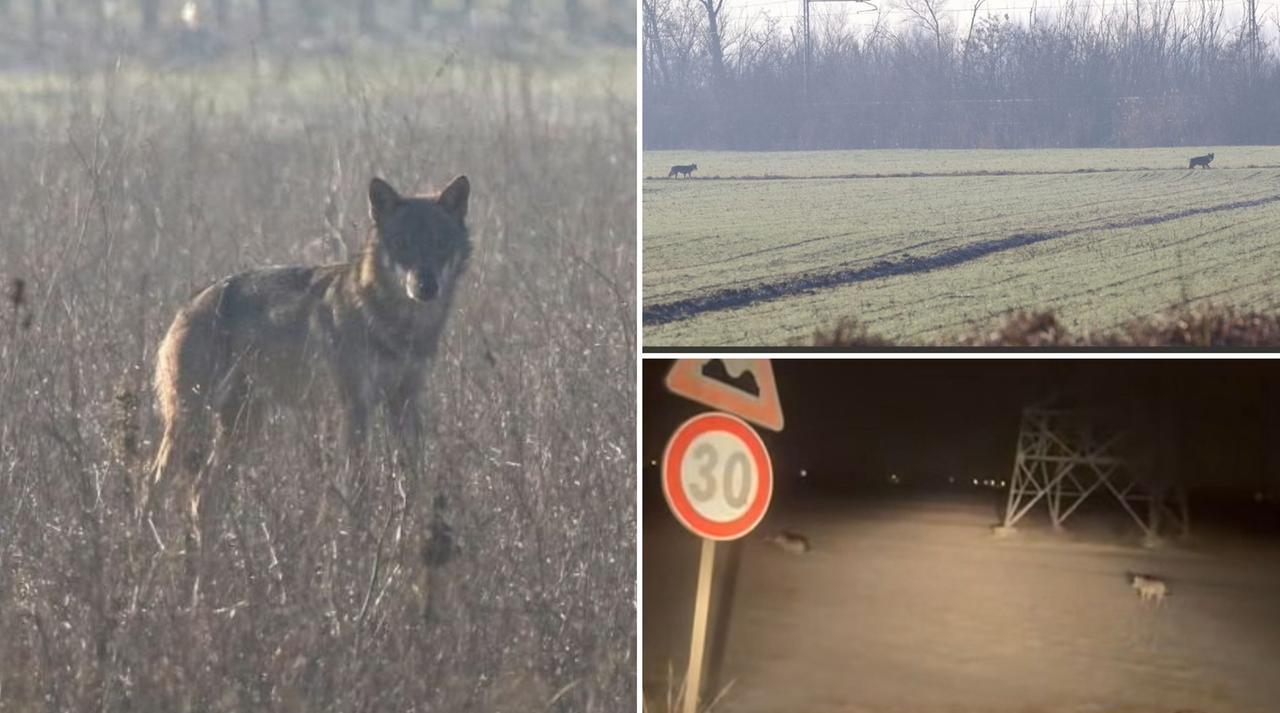 
	I lupi avvistati nelle campagne tra Carpi e Novi

