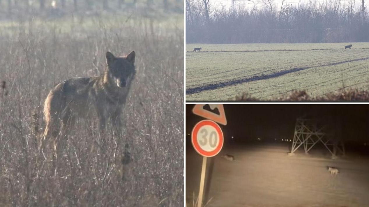 I lupi avvistati nelle campagne tra Carpi e Novi
