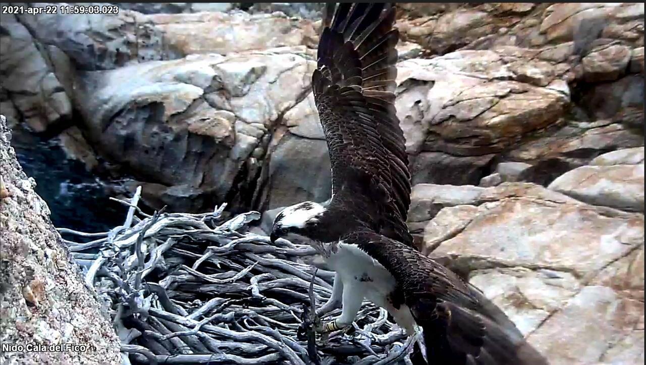 Il ritorno del falco pescatore: lo straordinario avvistamento a Porto Conte