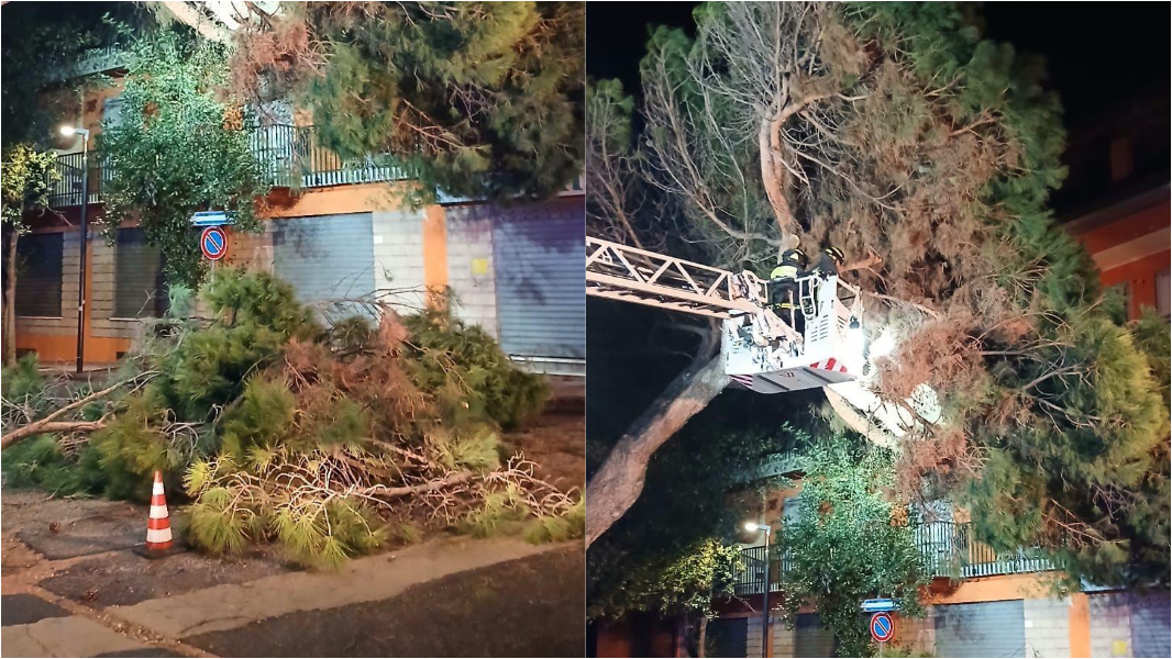 Bosa Marina, le forti raffiche di vento spezzano i rami dei maestosi pini del viale