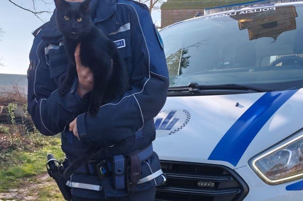 Gatto “prigioniero” di uno stabile dismesso a Ruina, liberato dalla Polizia locale