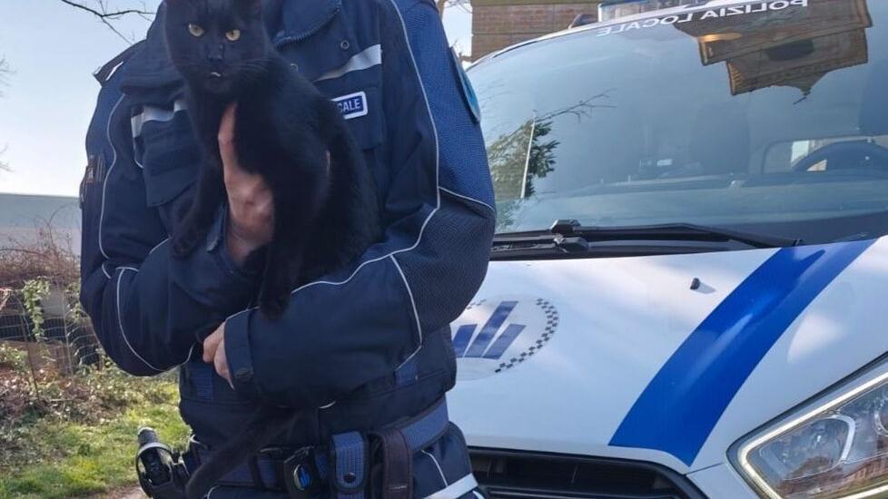 Gatto “prigioniero” di uno stabile dismesso a Ruina, liberato dalla Polizia locale