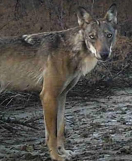 Nuovi indennizzi dalla Regione: «La gestione dei lupi riguarda tutti»