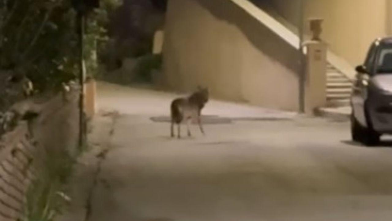 
	Il lupo tra le case a Vicopisano&nbsp;

