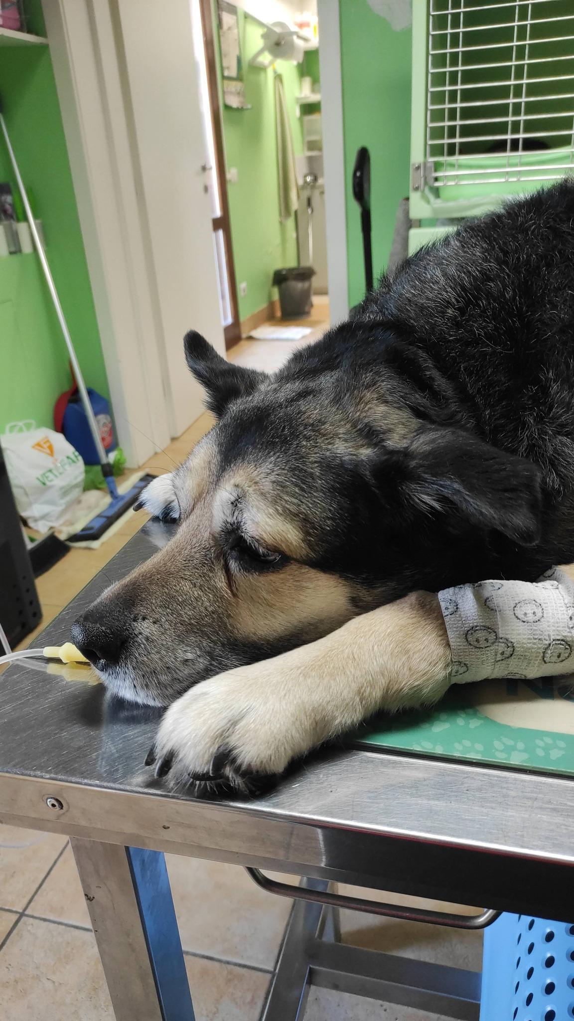 Rubiera, nuovo allarme esche avvelenate: «La mia Kida non ce l’ha fatta, state attenti»