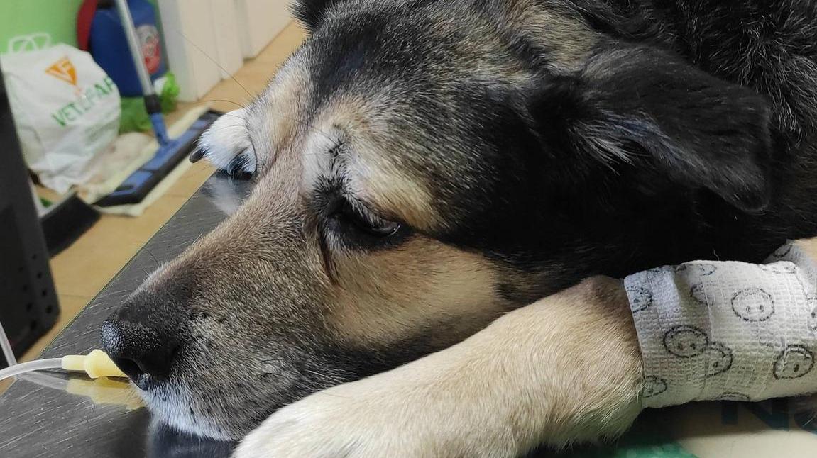 Rubiera, nuovo allarme esche avvelenate: «La mia Kida non ce l’ha fatta, state attenti»