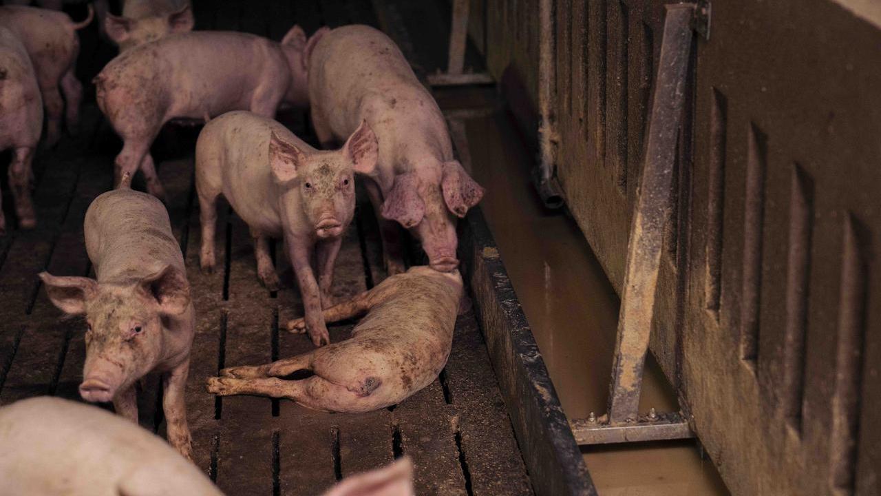 Topi e casi di cannibalismo nell’allevamento di maiali in provincia di Ferrara