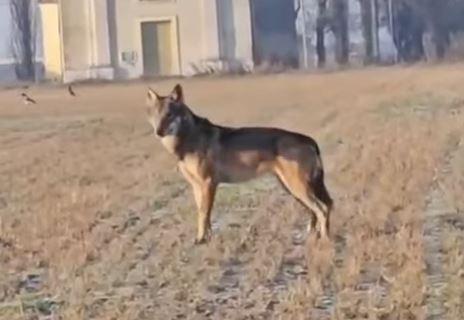Lupi a Bagnolo, il sindaco Cortenova: «Situazione presidiata, presto nuovi corsi di formazione»