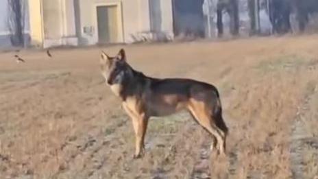 Lupi a Bagnolo, il sindaco Cortenova: «Situazione presidiata, presto nuovi corsi di formazione»