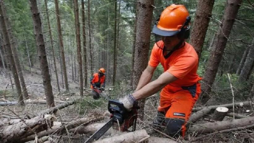 Assunzioni all’Agenzia Forestas – i posti disponibili e come partecipare