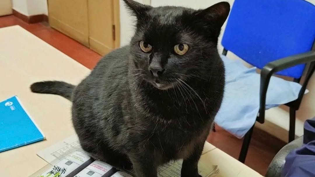 Pinky la mascotte felina amata dagli studenti dell’Università di Ferrara