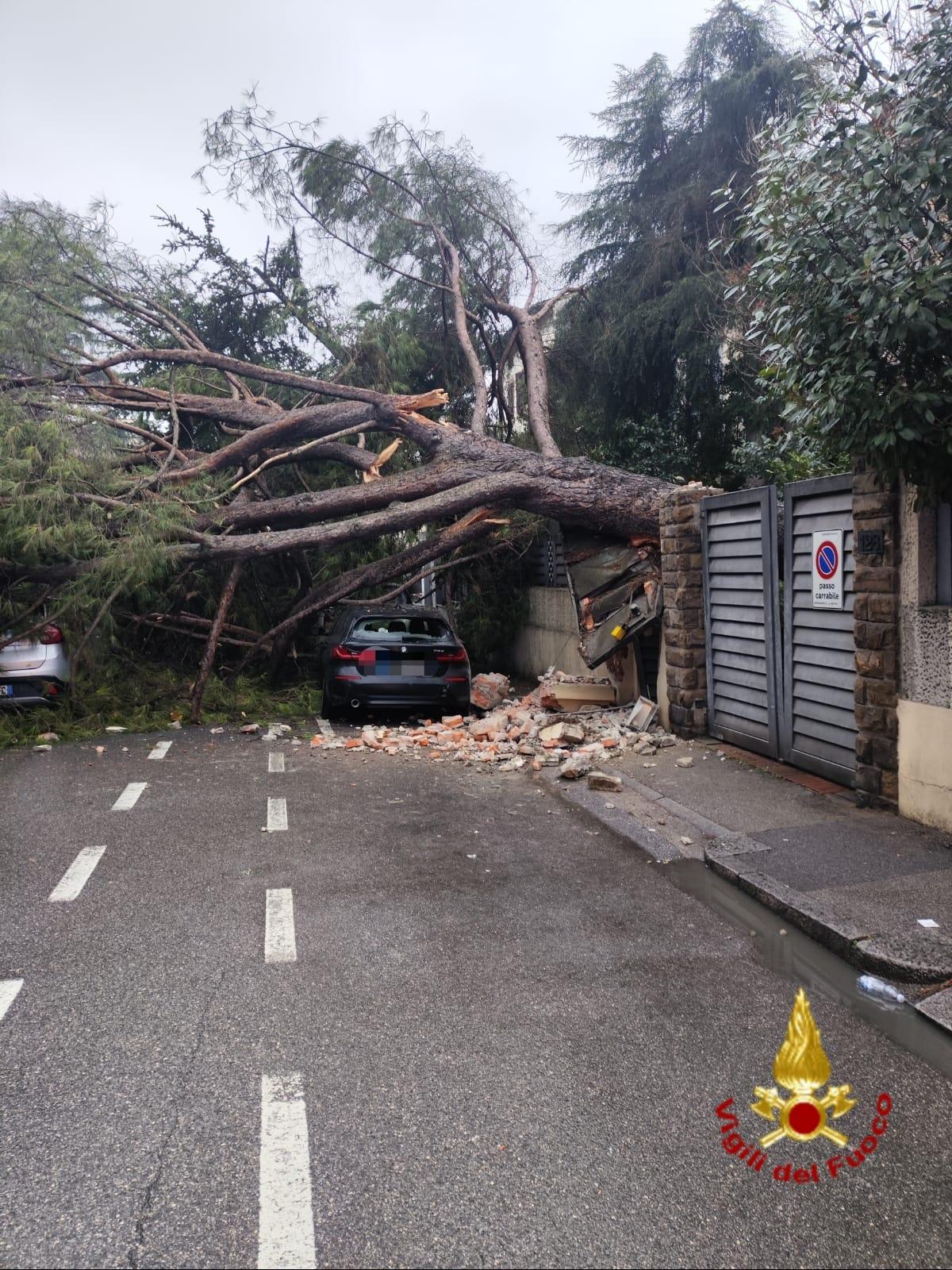 
	L'albero caduto in via Roma


