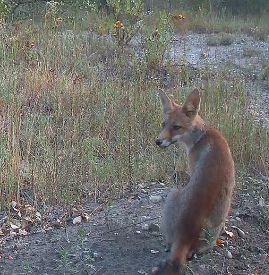 Le fototrappole che svelano la vita degli animali: i video sul nostro sito