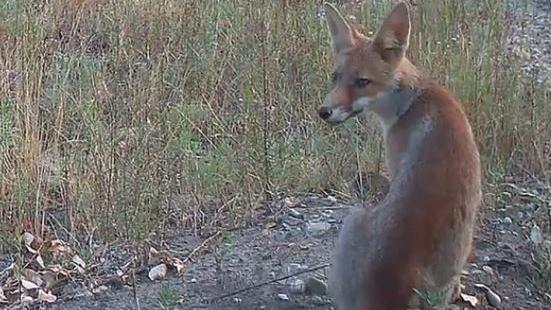 Le fototrappole che svelano la vita degli animali: i video sul nostro sito