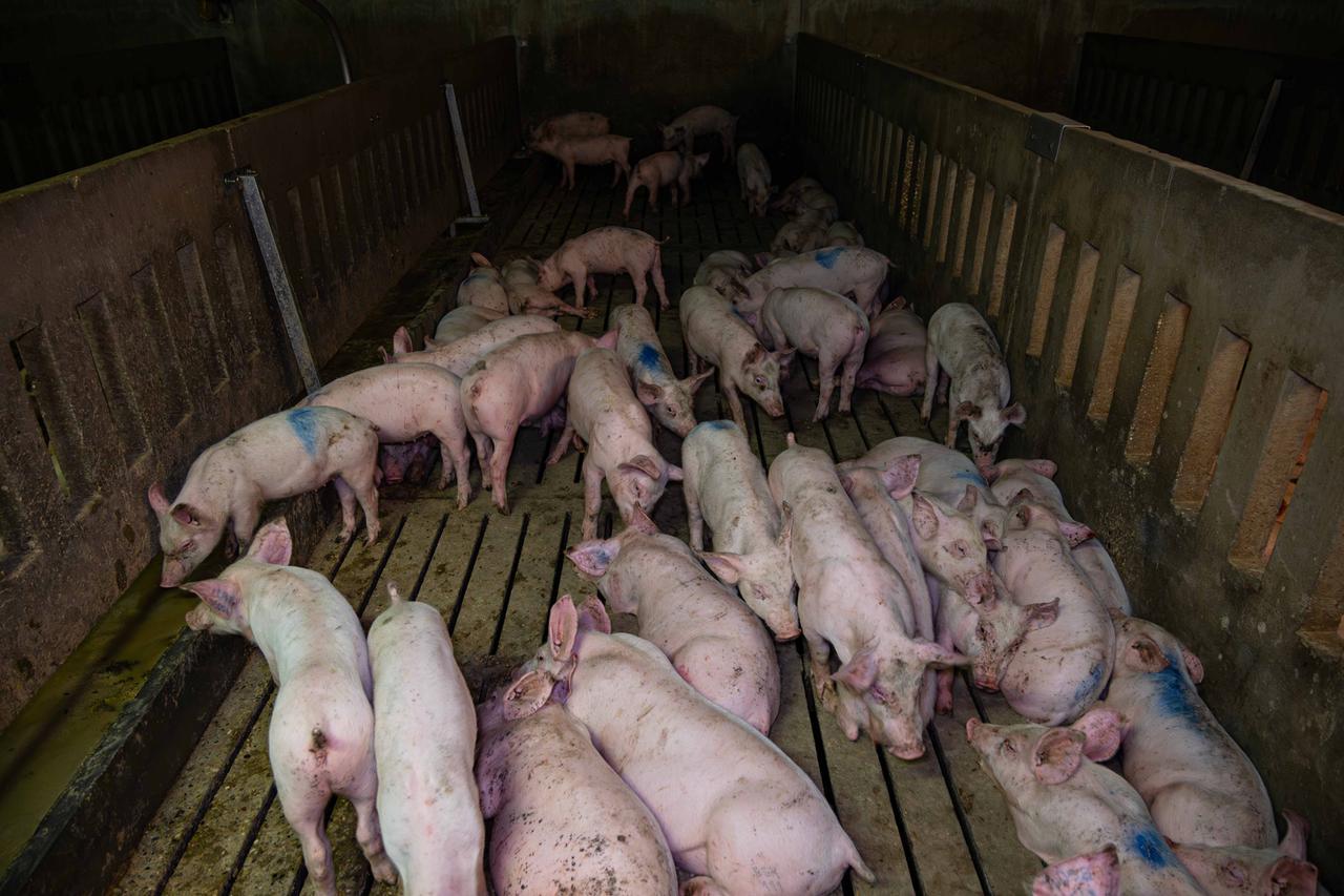 
	I maiali nell'allevamento

