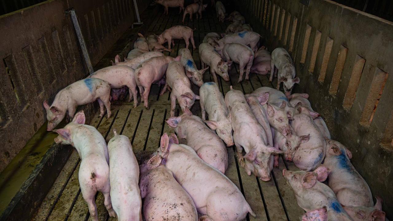 I maiali nell'allevamento