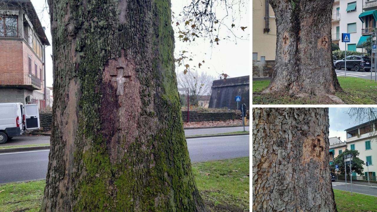 Le croci sui tronchi dei tre alberi a Pistoia