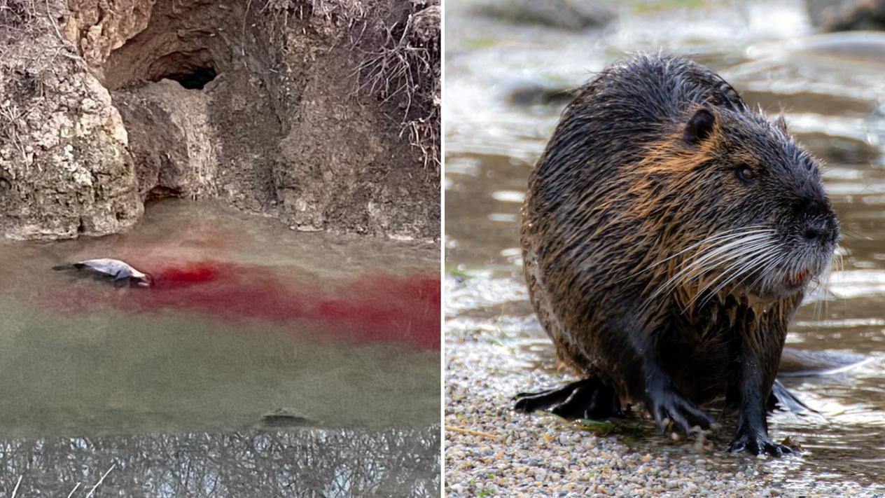 A sinistra la nutria uccisa