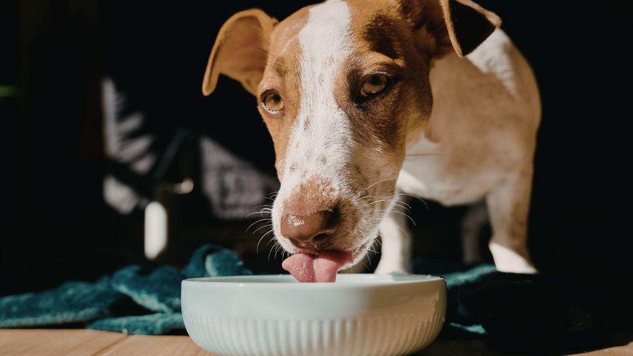 Ritirate crocchette dal mercato 