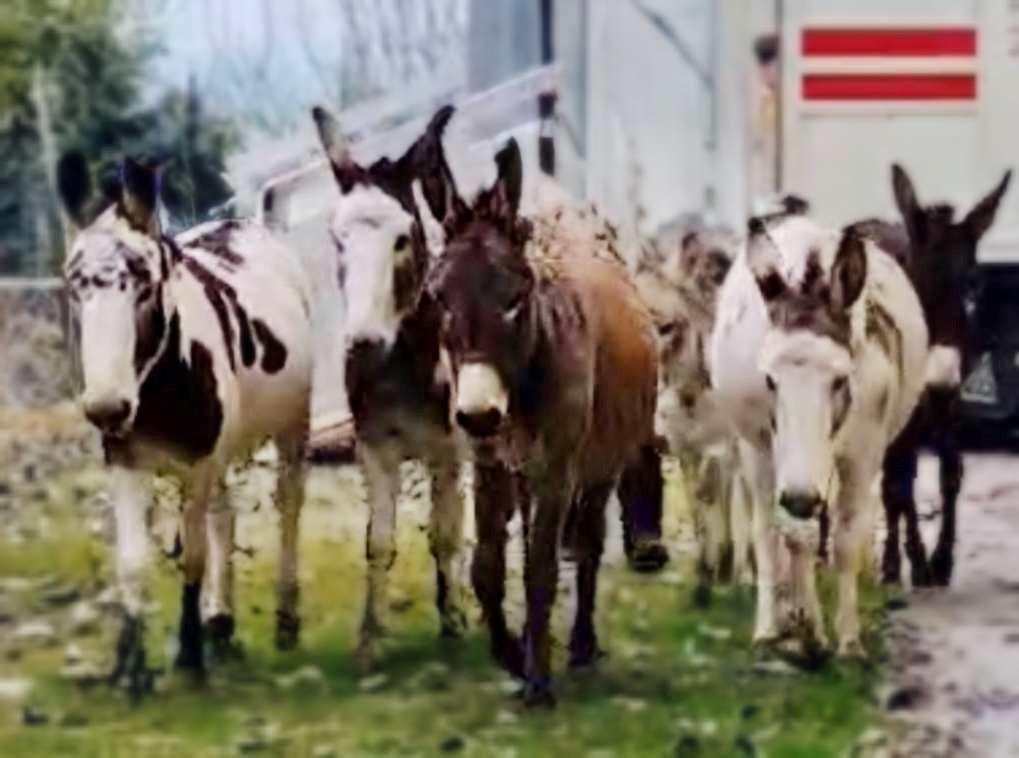 Asinelli all’asta salvati dall’Enpa di Reggio Emilia: avranno tutti una famiglia