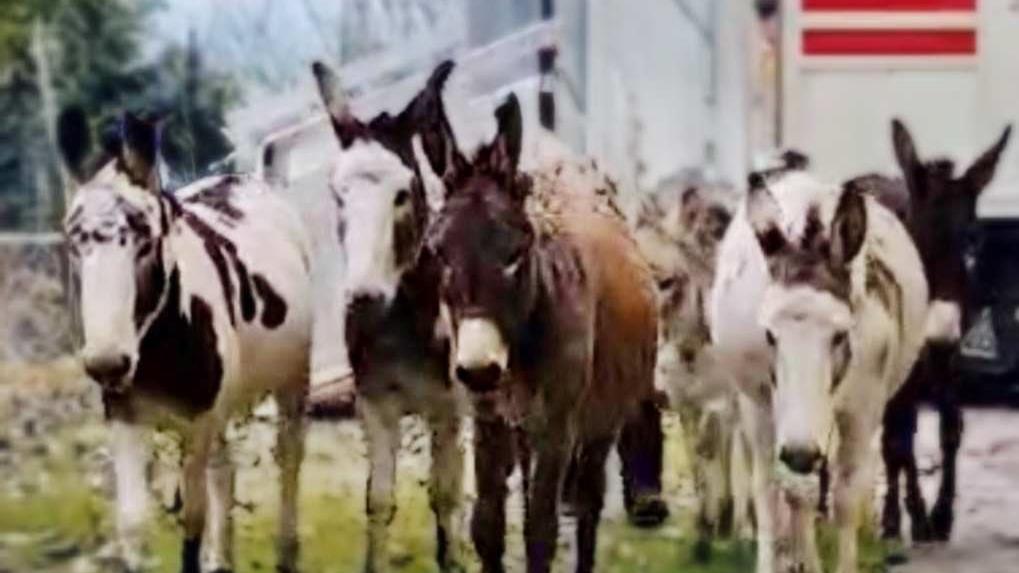 Asinelli all’asta salvati dall’Enpa di Reggio Emilia: avranno tutti una famiglia