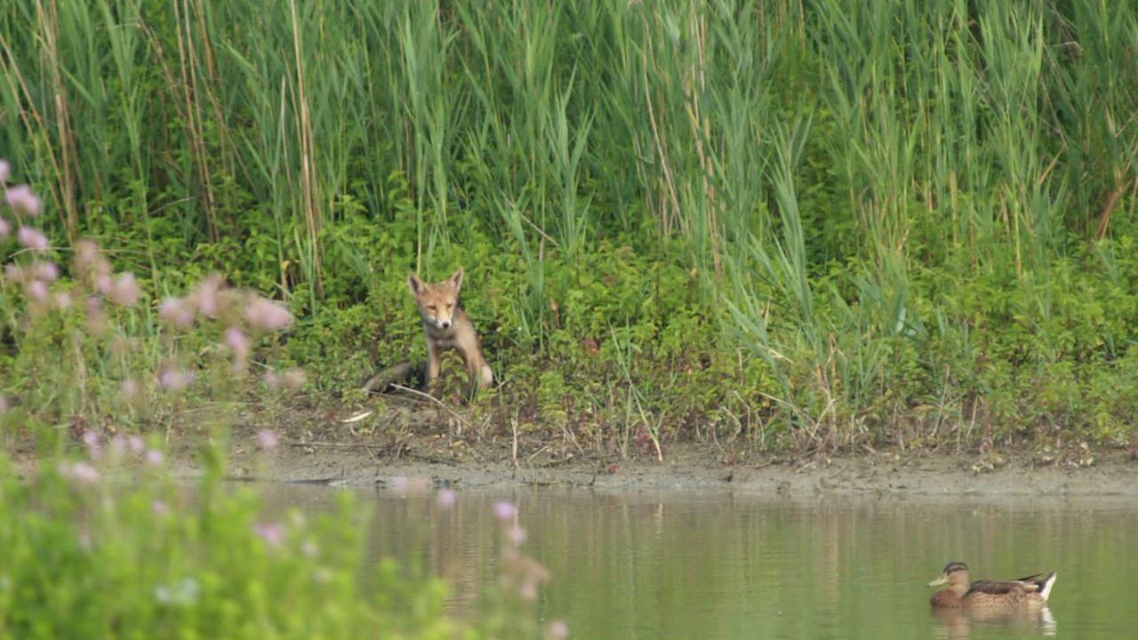 Oasi di Marmirolo: l’ex cava di argilla diventata rifugio protetto per oltre 70 specie di uccelli