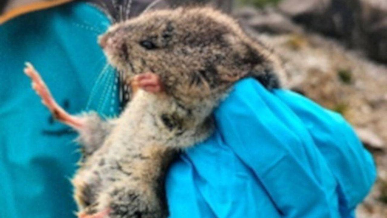 
	Un esemplare trovato sulle Apuane

