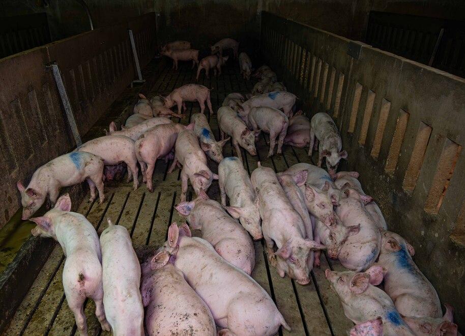 Allevamento di suini e scontri: «A Bondeno niente orrori grazie al Pd»