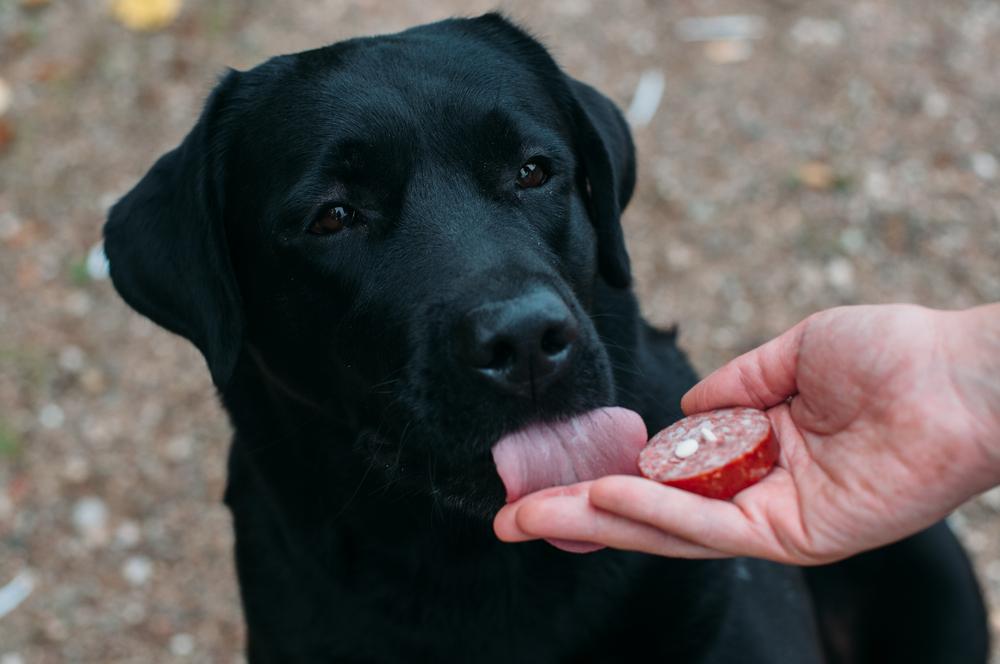 Allarme bocconcini avvelenati nelle strade cittadine, l’assessora: «Rischio ipotetico, stiamo indagando» – ecco dove