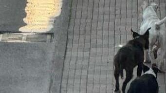 Paura a Sassari, tre pitbull si avventano su madre e figlia - cosa è successo