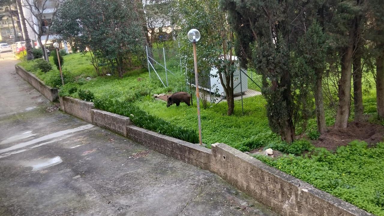 Un cinghiale ospite fisso del giardino di un condominio di Sassari