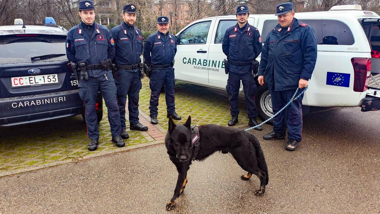 Dopo la morte di Kida per un boccone avvelenato ora c’è Freddy ad aiutare i carabinieri forestali a setacciare i parchi
