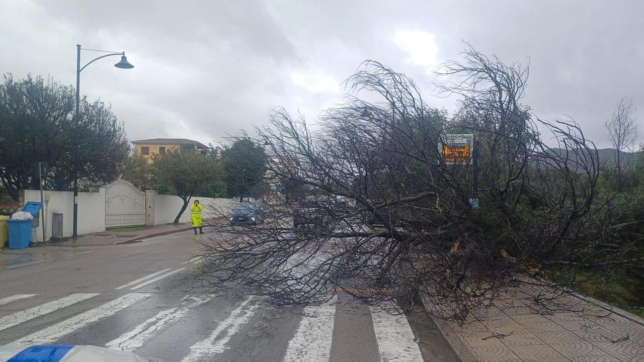Ciclone Harry, a Olbia il forte scirocco fa cadere un albero sulla strada